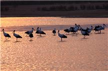 《东方白鹳夕照》