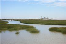《黄河口湿地风光》