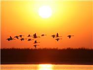 《黄河口天鹅夕照》