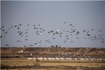 《鹤舞黄河口》