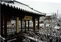 周村猴年初雪之景11