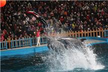 我与海豚一起飞