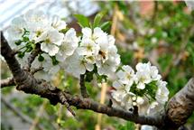 樱桃花开春意浓