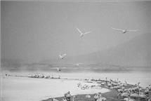 风雪中的大天鹅