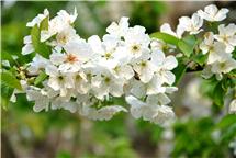 樱桃花开引蜂来