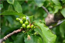 大珠小珠惹人馋