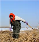 严寒中的除草女工