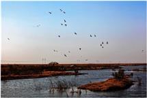 黄河湿地雁高翔1