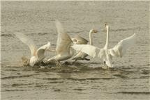 天鹅之搏--一招制胜