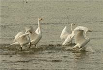 天鹅之搏--胜利歌舞