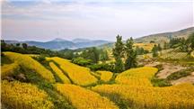 山村麦熟季节