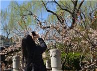 桃花依旧笑春风