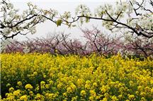 百花齐放春满园