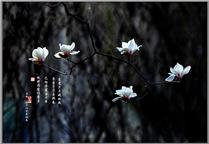 玉兰花开又一年