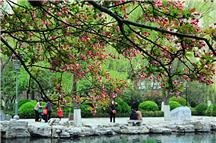 《五龙潭畔海棠红》2