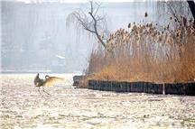 明湖仙客来（组照6幅）