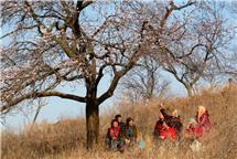 杏花树下说“杏”福