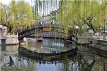 白石桥畔看绿柳