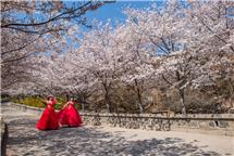 爱在樱花烂漫时