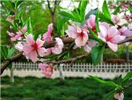 桃花总是更多情（二）