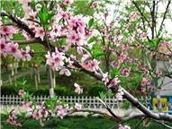 桃花总是更多情（一）