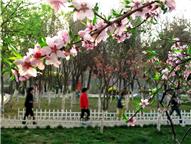 桃花总是更多情（四）