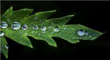 雨后