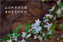山花
