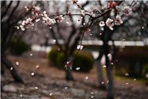 花瓣雨