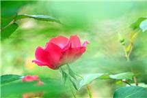花之梦