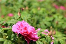 花香蜂舞