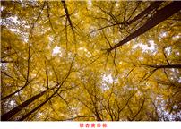 银杏黄纱帐