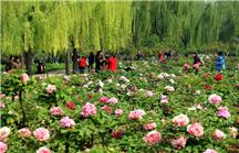 《观花》