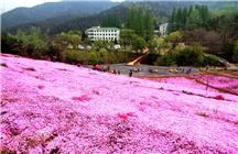 《花海》