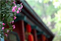 蔷薇季--美丽城市一角