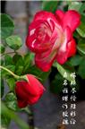 浓艳彩绘玫瑰花