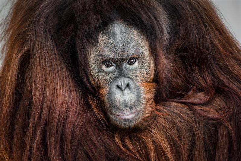《人类的近亲——红毛猩猩》