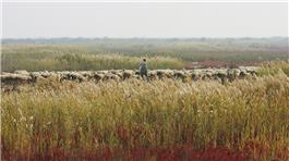 《黄河故道牧羊》