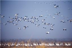 《白鹤翔集黄河口》