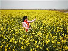 《油菜花开》