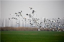 《黄河口麦田白鹤》