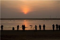 《黄河口拍鸟》