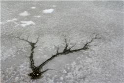 冰树奇观（组照）