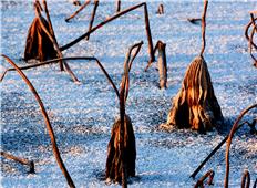 残荷前头莲花艳