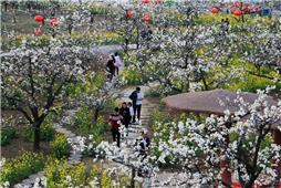 满园春色醉游人