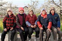 梨花开了  果农笑了