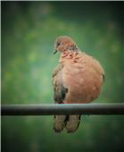 惊蛰雷唤眠物醒