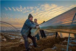 寒风凛冽春意浓1