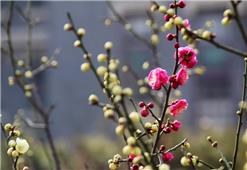 梅花香自苦寒来