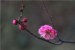 朵朵红梅向阳开